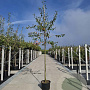 Amelanchier lamarckii 10-12 cm 40L solitair