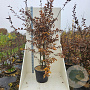 Carpinus betulus 200-250 cm cont. 55L meerstammig