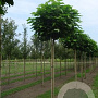 Catalpa bignonioides 'Nana' 12-14 cm draadkluit 225 cm stam boven vered.