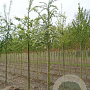 Crataegus monogyna 10-12 HO draadkluit