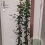 Hedera hibernica 100-125 cm 2,0L