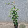 Hedera hibernica 175-200 cm 3,0L