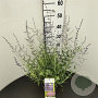 Perovskia 'Blue Spire' 20-25 cm 2,5L