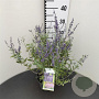 Perovskia 'Blue Spire' 20-25 cm 2,5L