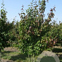 Parrotia persica 'Vanessa' 175-200 cm draadkluit meerstammig