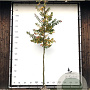 Parrotia persica 'Vanessa' 12-14 HO draadkluit