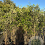 Quercus ilex 125-150 cm 15L meerstammig