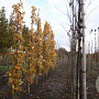 Quercus warei Regal Prince 12-14 HO draadkluit geveerd