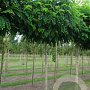 Robinia ps. 'Umbraculifera' 14-16 cm draadkluit 225 cm stam boven vered.