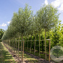 Salix alba 'Belders' 12-14 cm draadkluit 225 cm stam Knotvorm