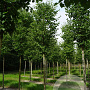 Tilia cordata 'Roelvo' 20-25 HO draadkluit 250 cm stam
