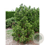 Pinus heldreichii 'Compact Gem' 25-30 cm