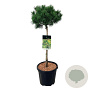 Pinus mugo 'Carsten's Wintergold' 15-20 cm