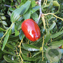 Ziziphus jujuba 'Lang' 400-425 cm container