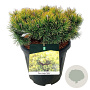 Pinus mugo 'Ophir' 20-25 cm