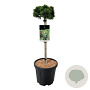Pinus mugo 'Sherwood Compact' 15-20 cm