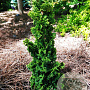 Thuja occ. Primo 25-30 cm