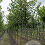 Prunus ser. 'Kanzan' 12-14 cm draadkluit 225 cm stam boven vered.