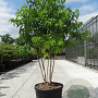 Heptacodium miconioides 250-300 cm cont. 110L meerstammig