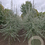 Pyrus salicifolia 'Pendula' 10-12 cm draadkluit geveerd