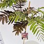 Albizia julibr. 'Evi's Pride' 125-150 cm 10L