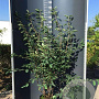 Amelanchier lamarckii 175-200 cm 20L