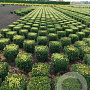 Buxus sempervirens 35 cm met kluit blok