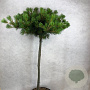 Pinus parv. 'Kokuho' 60 cm stam 7,5L