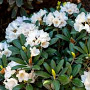 Rhododendron (Y) 'Schneewolke' 90 cm stam 7,5L