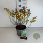 Spiraea jap. 'Goldflame' 30-40 cm 3,5L