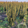 Taxus media 'Hillii' 40-60 cm met kluit