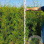 Thuja occ. 'Brabant' 120-140 cm met kluit