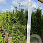 Thuja occ. 'Brabant' 120-140 cm met kluit