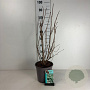 Viburnum opulus 60-80 cm cont. 65L