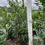 Prunus l. 'Caucasica' 140-160 cm met kluit