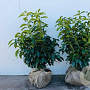 Prunus l. Genolia 60-80 cm met kluit struik