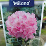 Rhododendron (Y) 'Milano' 90 cm stam 7,5L