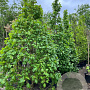 Acer campestre 'Eco Sentry' 200-210 cm container piramide