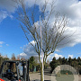 Acer palmatum 500-550 cm cont. 1000L solitair