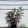 Sambucus nigra Black Lace 60-80 cm 7,5L
