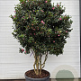 Camellia sasanqua GM container meerstammig solitair