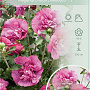 Hibiscus syr. Magenta Chiffon 80-100 cm 10L
