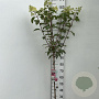 Hydrangea pan. Vanille-Fraise 90 cm stam 7,5L