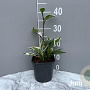 Hosta 'Patriot' GM 2,0L
