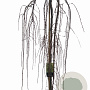 Larix kaempf. 'Stiff Weeper' 150 cm stam 10L