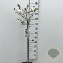 Magnolia stellata 60 cm stam 7,5L