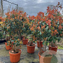 Photinia fraseri 'Red Robin' 125-150 cm container meerstammig