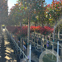 Photinia fraseri 'Red Robin' halfstam container