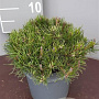 Pinus mugo pumilio 20-25 cm 3,0L