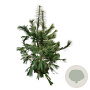 Pinus strobus 125-150 cm met kluit extra
